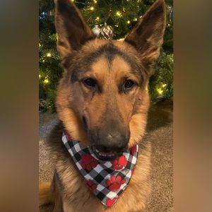 Dog Scarfs Black & white flannel with paw reversible plaid available in XS-XL